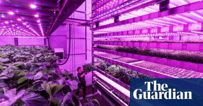 ‘A growing machine’: Scotland looks to vertical farming to boost tree stocks