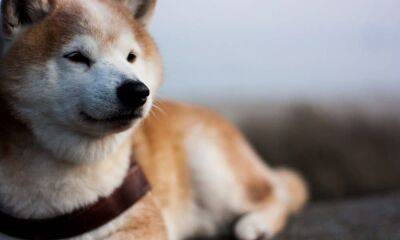 Assessing if Shiba Inu’s [SHIB] price momentum is too good to hold