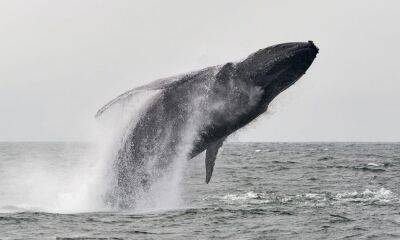 MakerDAO: Whales extend solidarity as MKR braces for key battle on this front