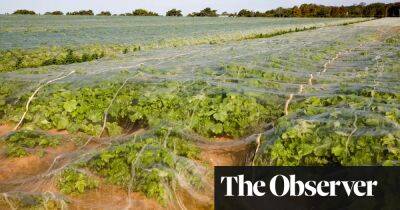 Thérèse Coffey’s ‘eat turnips’ message leaves bitter taste after UK’s biggest grower gives up